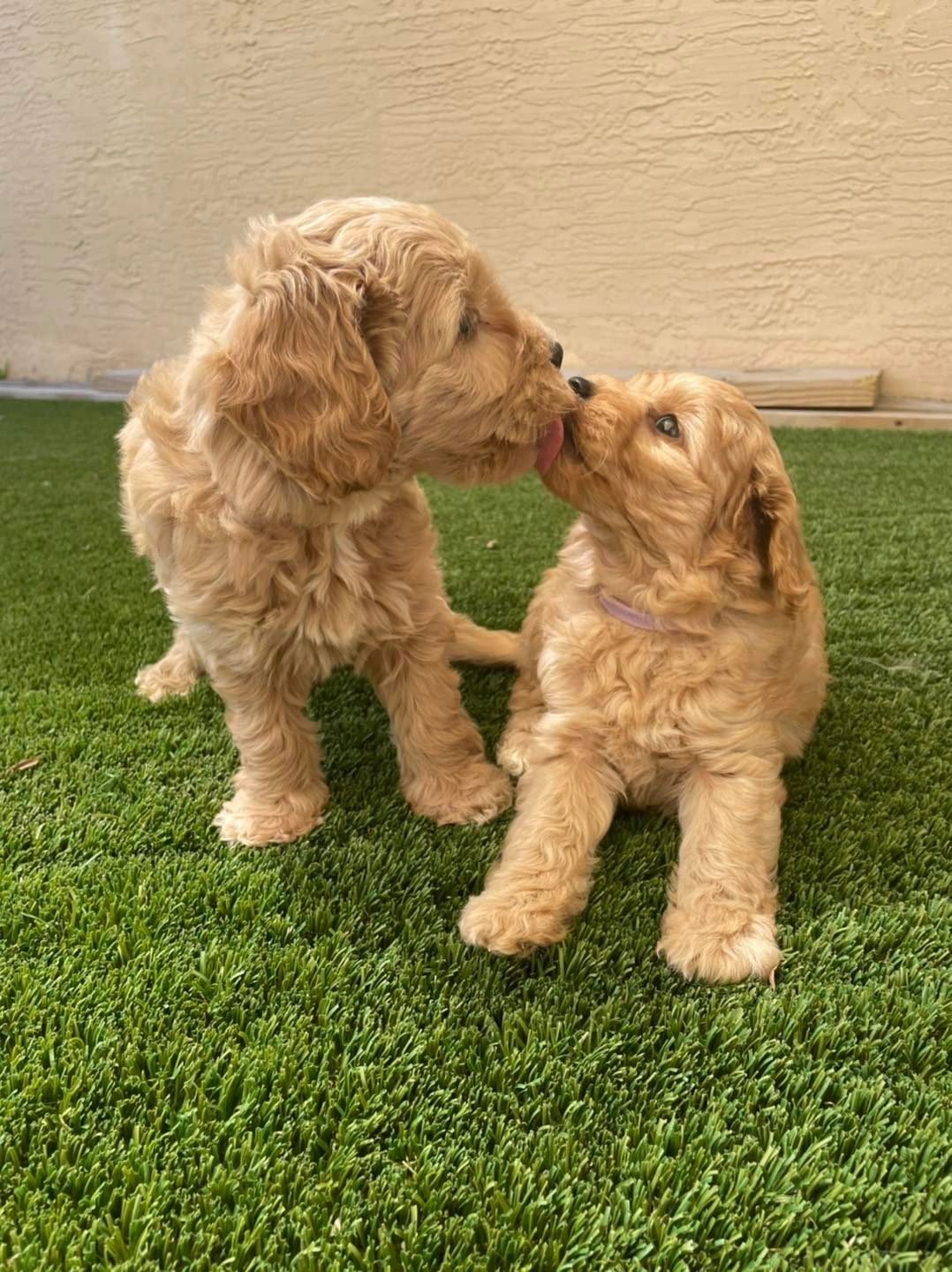 Jensen beach goldendoodles